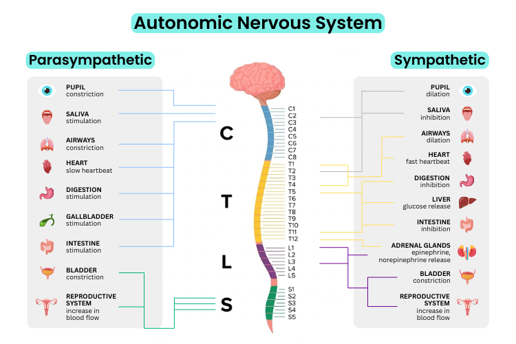 Diagram of the autonomic nervous system showing parasympathetic and sympathetic pathways with their effects on organs such as the eyes, heart, lungs, digestion, and bladder.